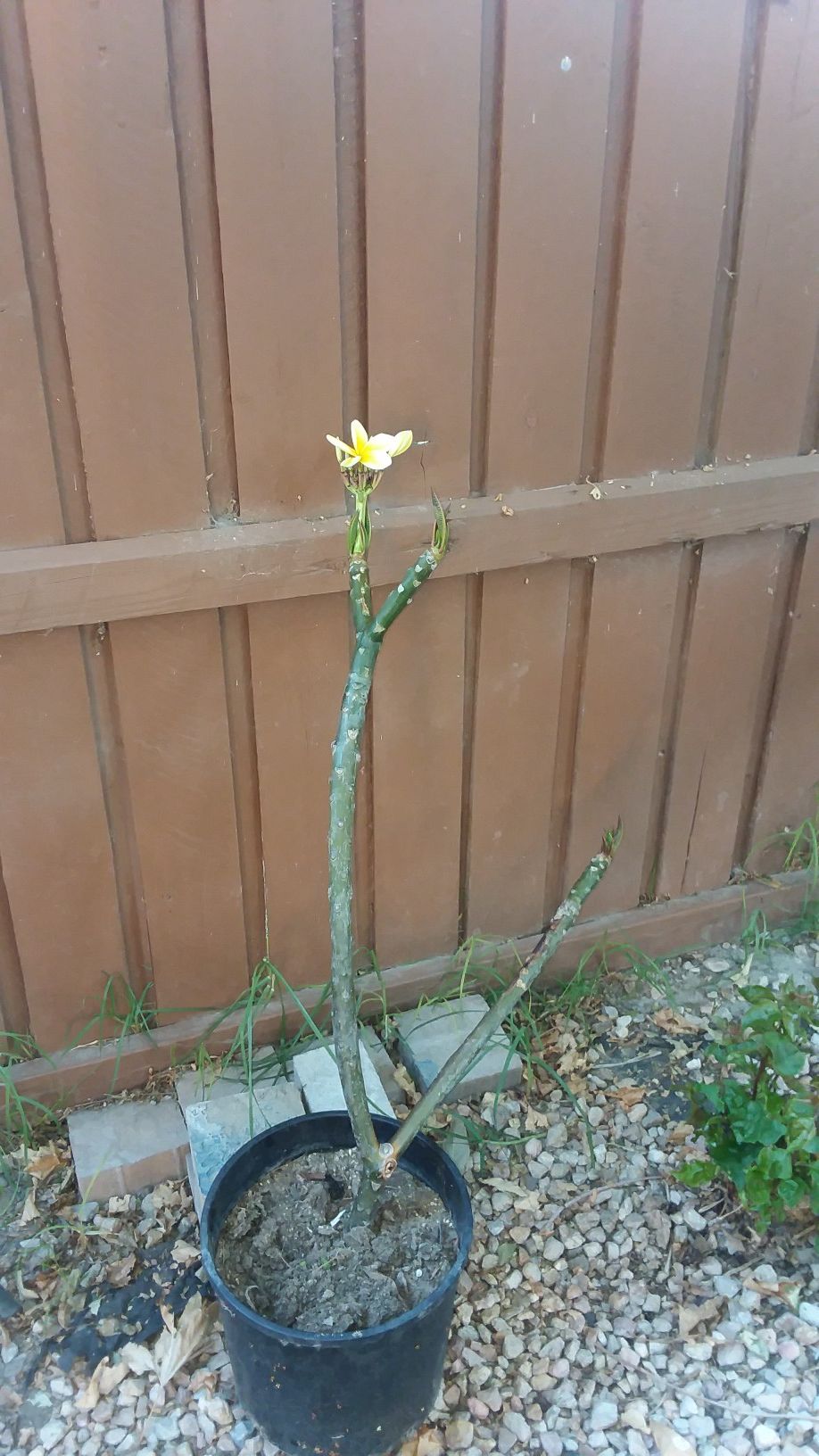 Yellow plumeria blooming