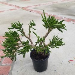 Potted Plant
