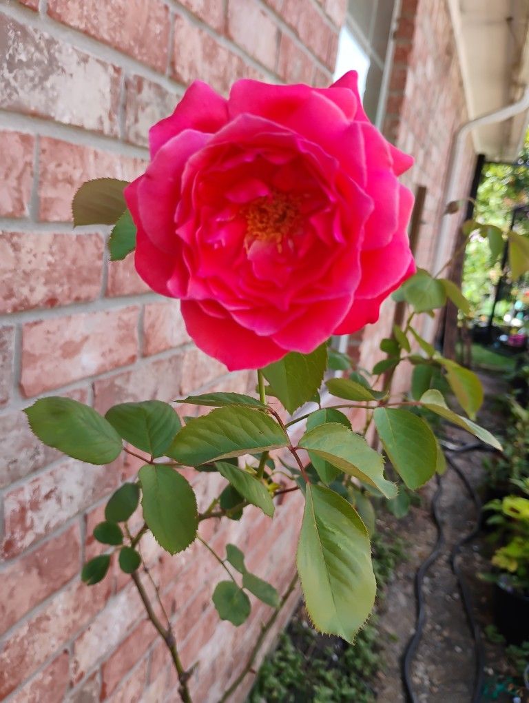 Rose 🌹 Plant