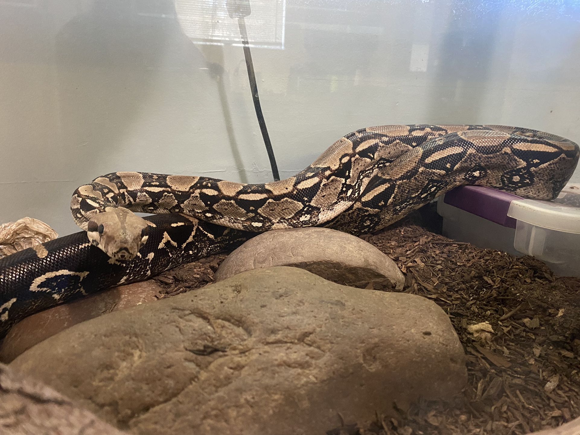 Red Tail Boa Snake Tank