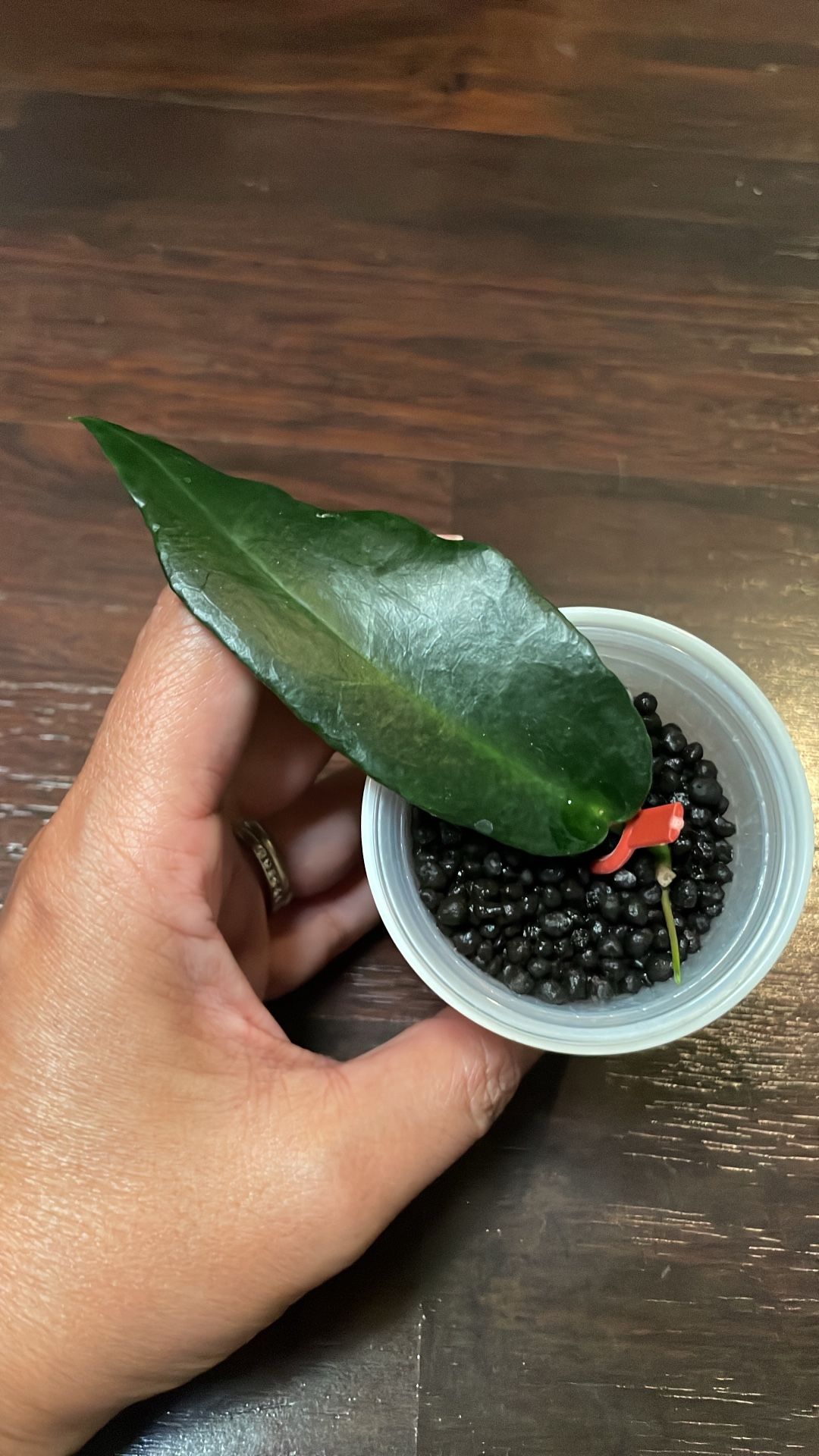Hoya Kaimuki