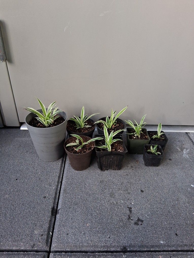 Spider Plants