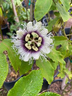5 Gallon Size- Passionfruit Vines- Persimmon Trees- Lemon Guava Trees- Strawberry Guava Trees- Moringa Trees- Almond Trees- Sapote Trees- Cherimoya Tr
