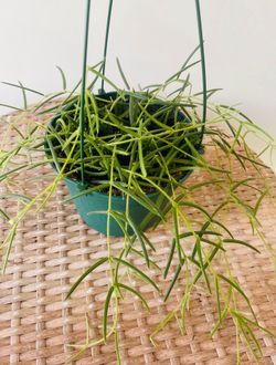 Hoya linares  indoor plants