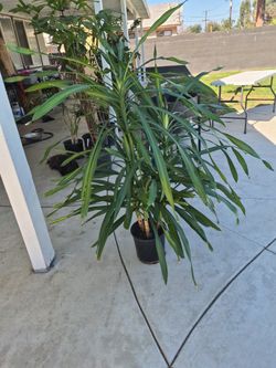 Randy Drecaina 4 Feet Tall 