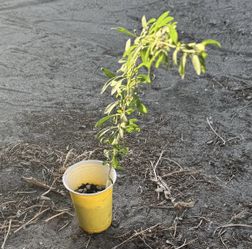 Goji Cuttings For Trade