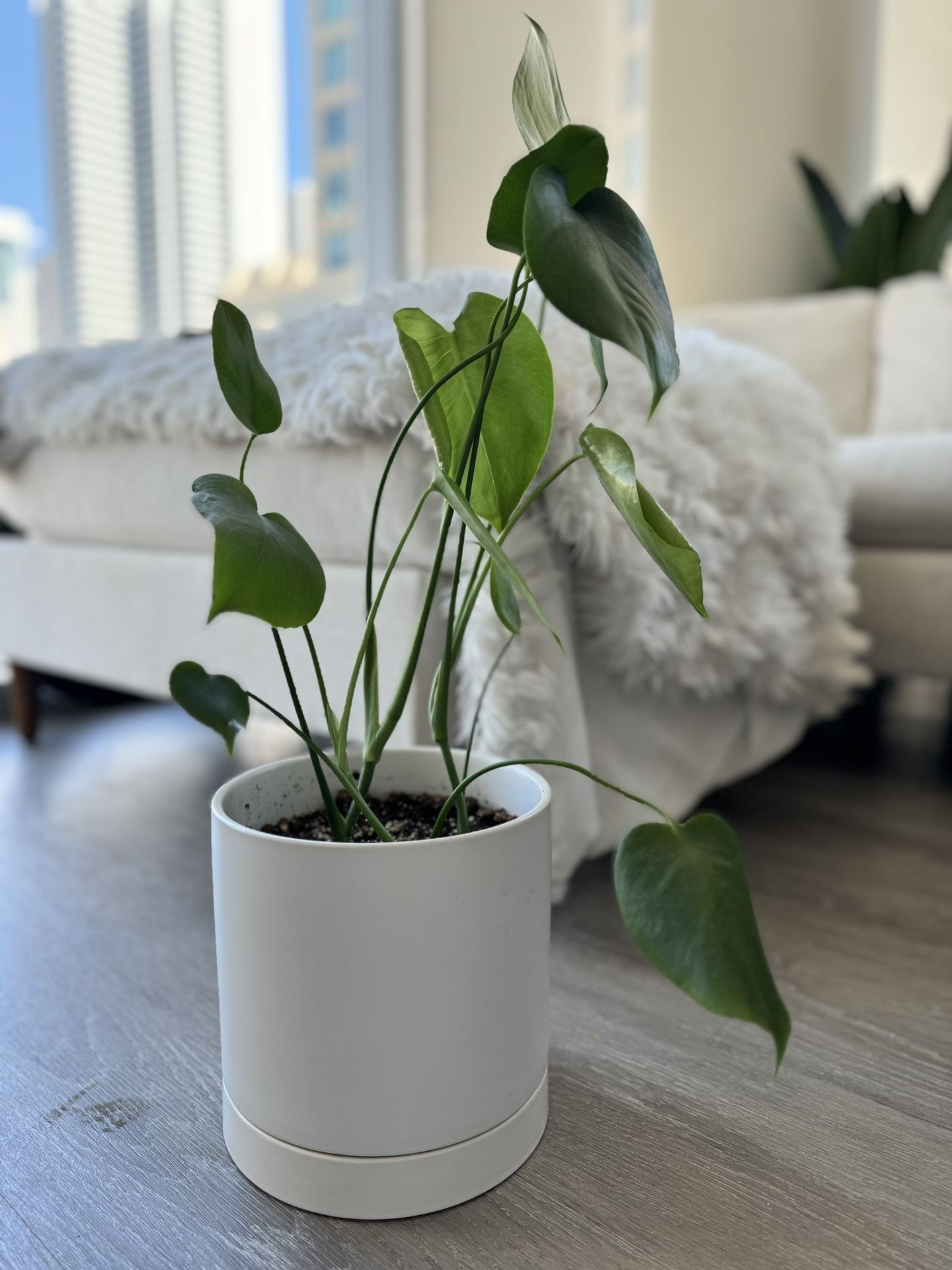 Philodendron Monstera With Ceramic Pot