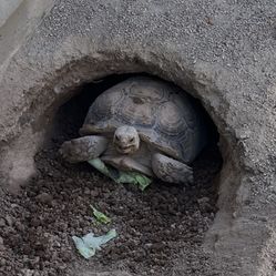 Tortuga De Decierto