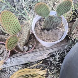 Bunny Ear Cactus