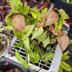 Syngonium confetti outdoors plant