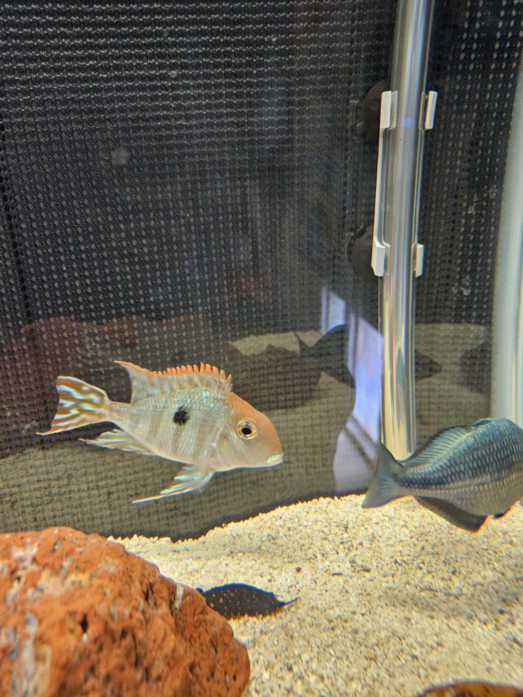 FISH tank 