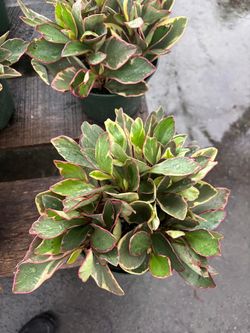 🌿 Tricolor Peperomia – 1 Gallon | $8