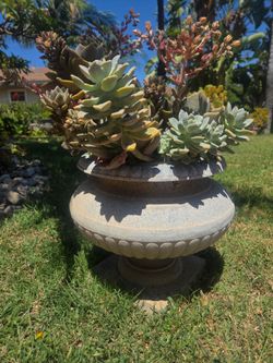 Suculent Plant
