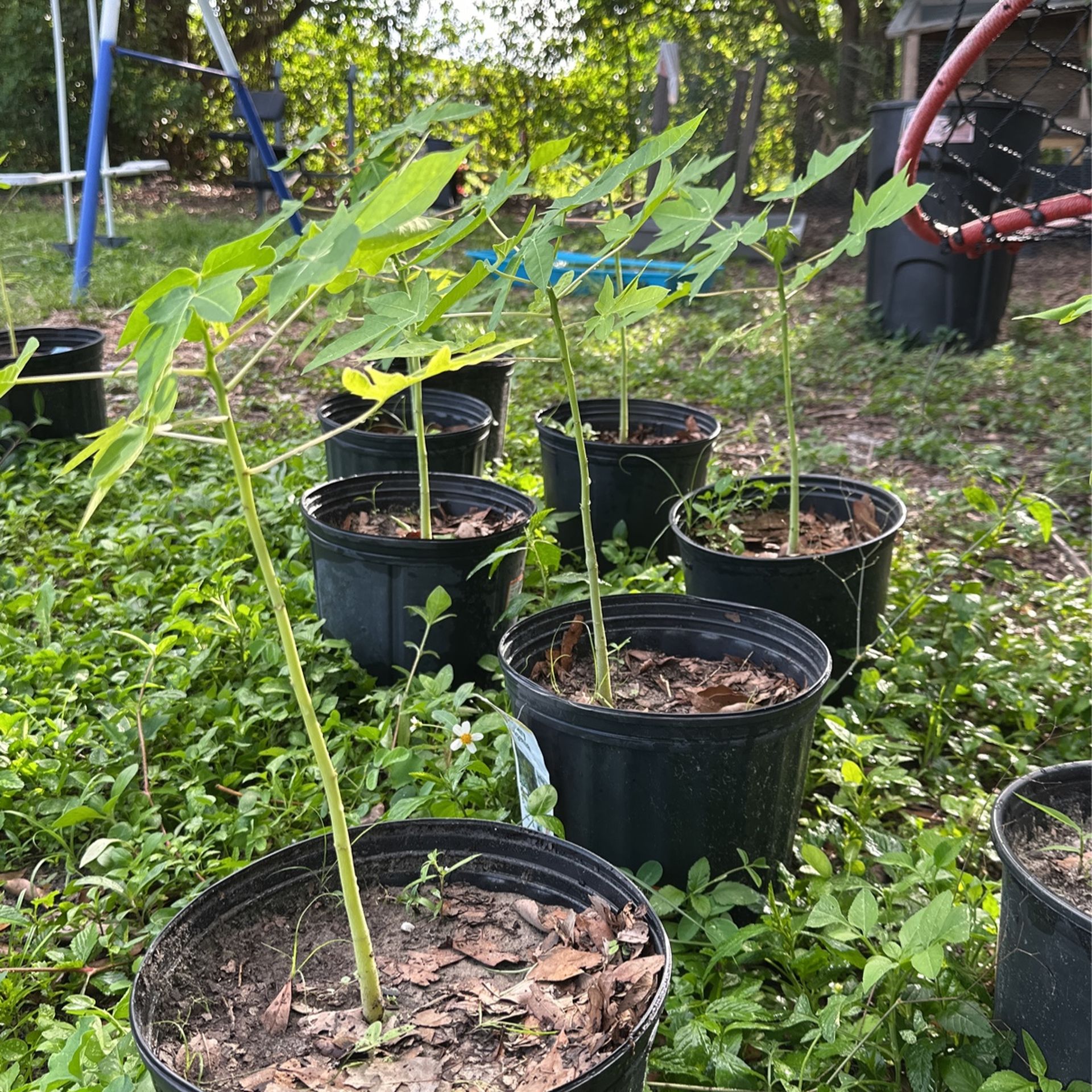 Papaya Trees for Sale in Dover, FL OfferUp