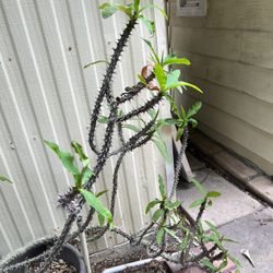 crown of thorns plant 4 feet