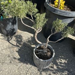 Rosemary Topiary Bonsai 