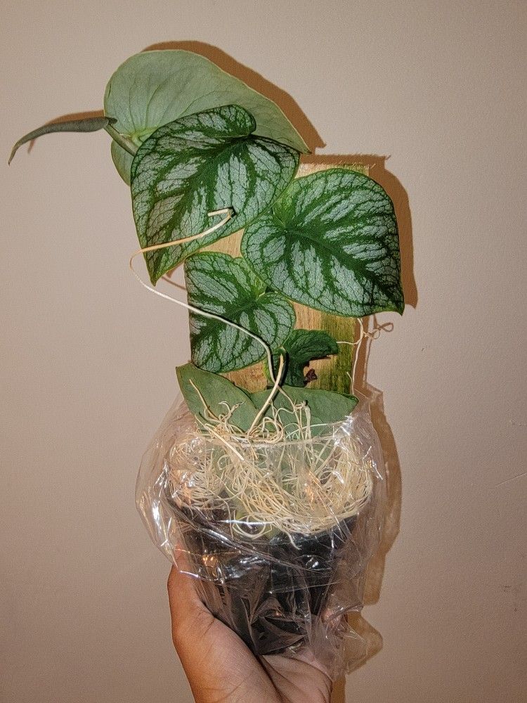 Plants For Sale