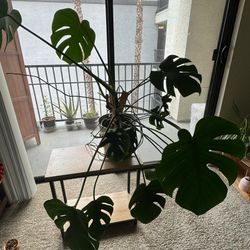 Monstera Plant