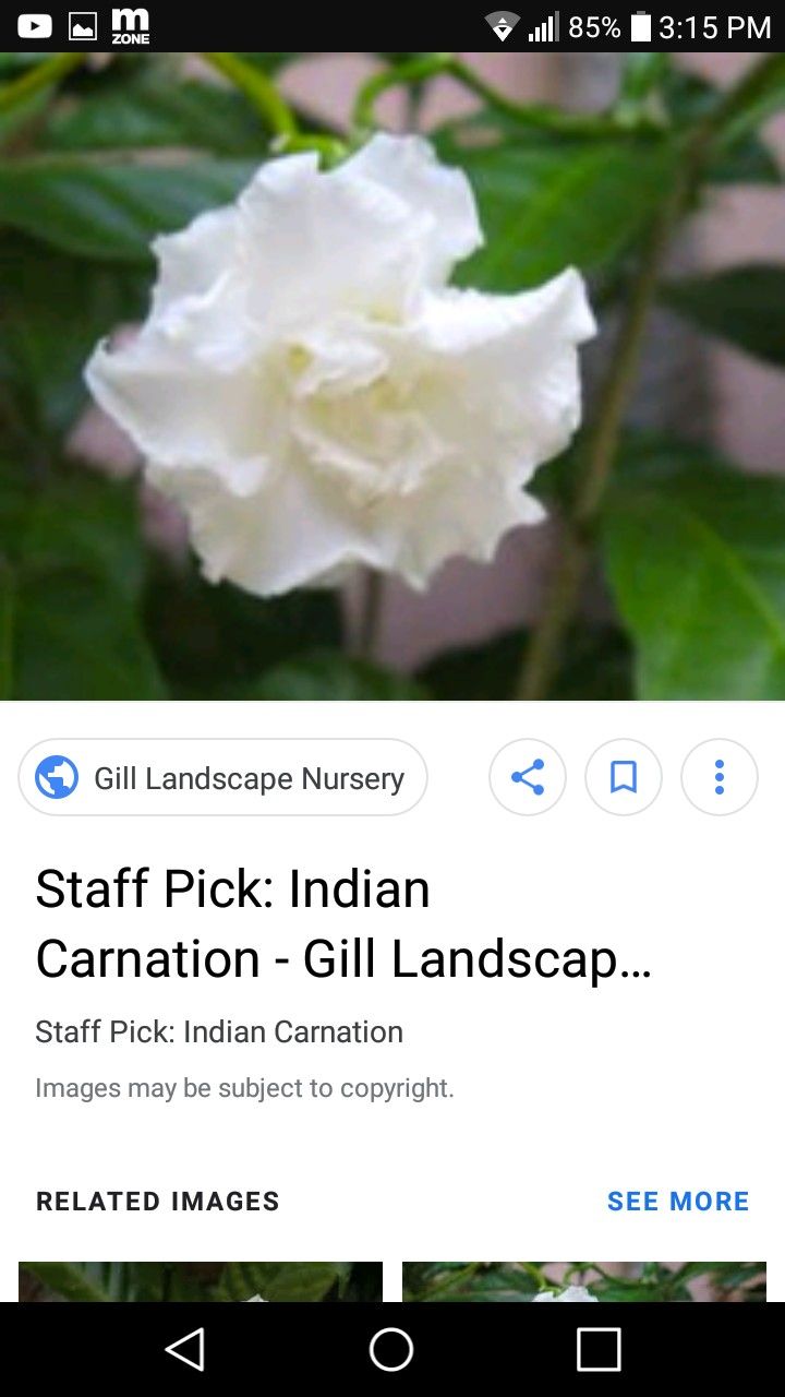 Indian carnation