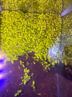 Home grown 10 gal ghost shrimp tank
