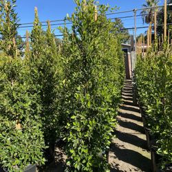 Ficus Nitida Privacy Hedge