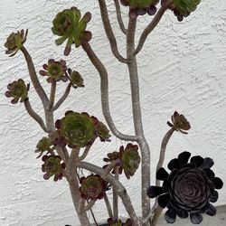 Beautiful Succulent Plant With 2 Different Colors Of Aeonium