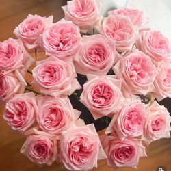 French Delbard Roses Pink O’ Hara live plants 2 gallons