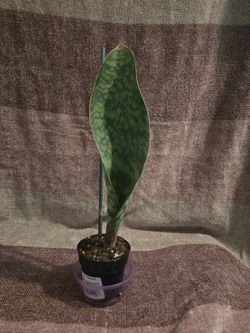 Rare Baby Whale Fin Snake Plant 