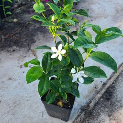 Jasmine Plants 1/4 Plug 1ft Tall 