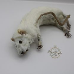 Taxidermy rat