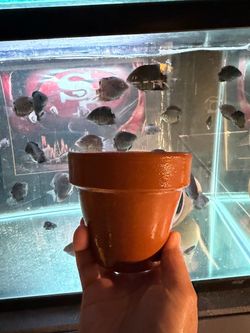 FISH Tank Decor