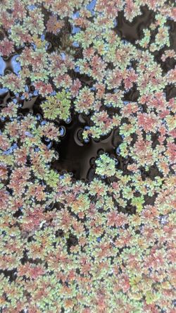 Azolla/Fairy moss floating pond plant