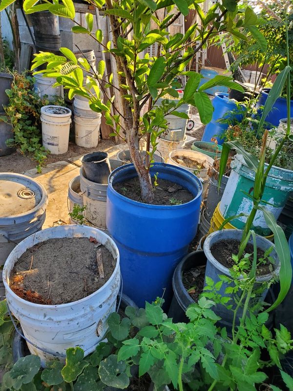 Guava tree, from 65 now 45 for Sale in Colton, CA OfferUp