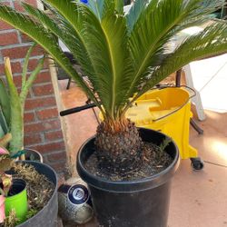 Sago Palm
