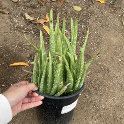 6in Pot Aloe Vera Succulent
