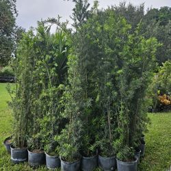 huge Podocarpus About 7 feet tall Instant Privacy Hedge For Fence 