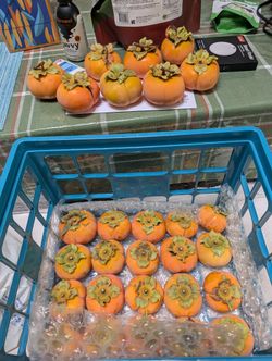 PERSIMMONS