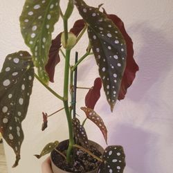 Begonia Maculata 