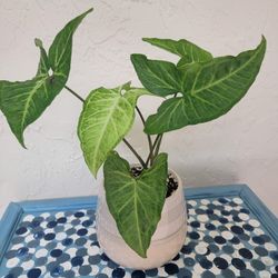 Arrowhead Plant In Pot