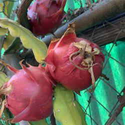Purple Dragon Fruit Plant