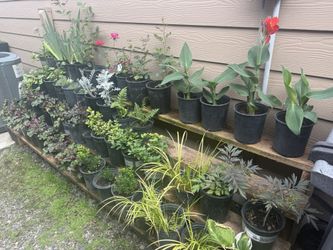Perennials Plant