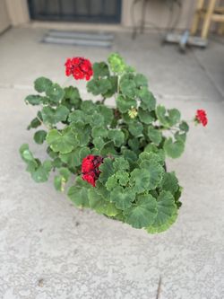 Large Live Patio Plants