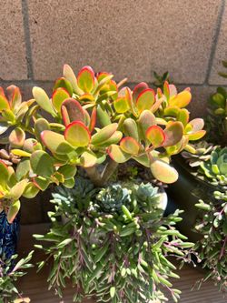 Succulent arrangement, arreglo de suculentas