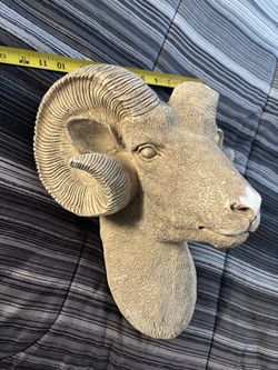 Bighorn Head