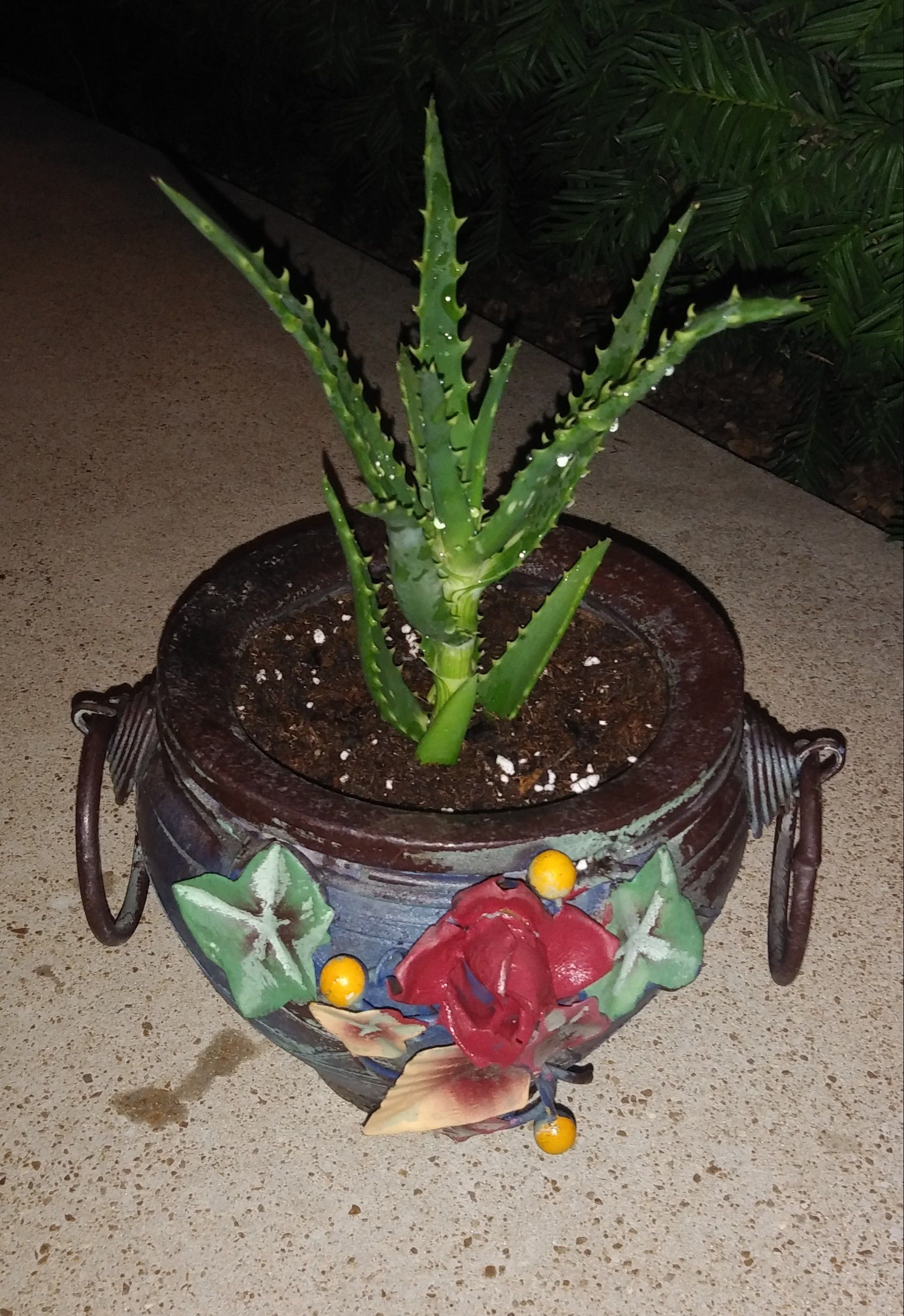 Succulent aloe plant in beautiful pot