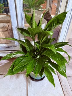 ❤️Beautiful PEACE LILLY❤️They promote a calm environment that reduces stress❤️PLS READ DESCRIPTION