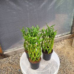 Lucky Bamboo Plant 4" Pot $4 Each / 3 For $10