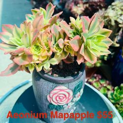 Aeonium Mapapple
