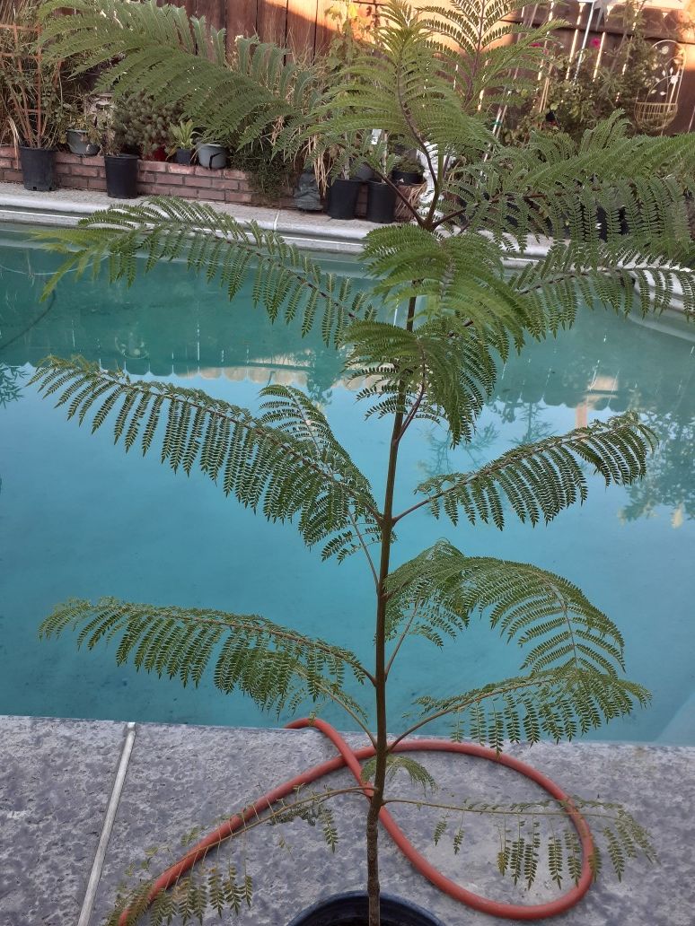 Jack a Randa Tree