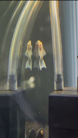 Aquarium Decorations